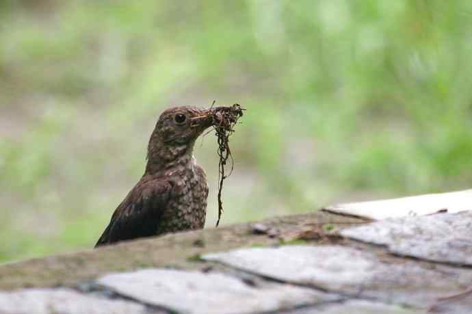 摄鸟拾趣 wbr乌鸫的再邂逅2012.07