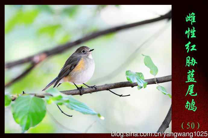 雌性红胁蓝尾鸲（50）