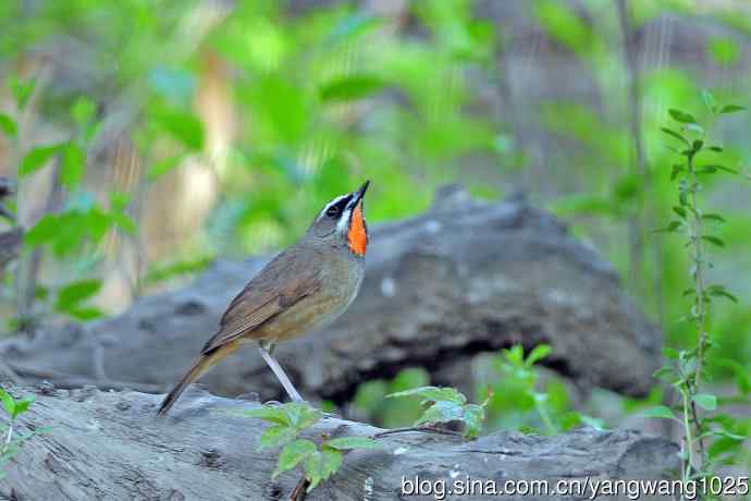 雄性红喉歌鸲(19) 雄性红喉歌鸲(19)