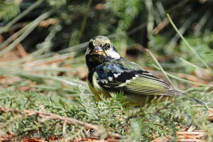 春天行走 wbr北植几只鸟 春天行走 wbr北植几只鸟
