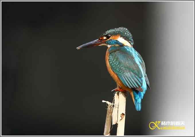 远近鈥溞〈溻澑鞑煌菊掌