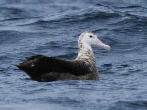 鸟类之最：漂泊信天翁