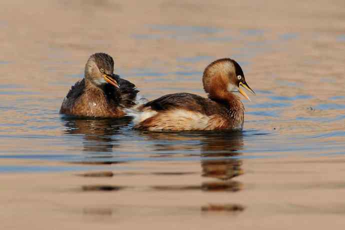 两只小鸊鷉 浅议趴拍