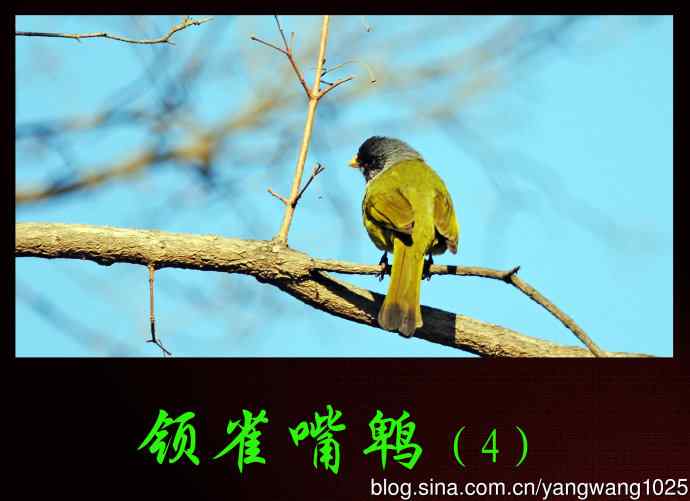 领雀嘴鹎（4）