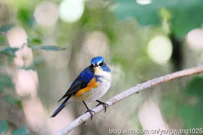 雄性红胁蓝尾鸲（18）