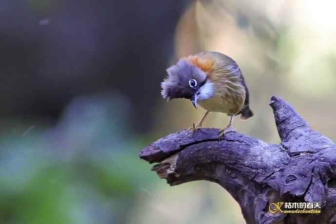 棕颈凤鹛&bull;橙胸【姬】鹟&bull;黑翅雀鹎