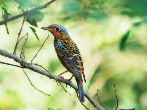 美丽无罪：雀鸟之矶鸫