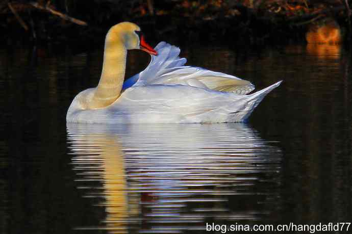 天鹅梳妆：迎新