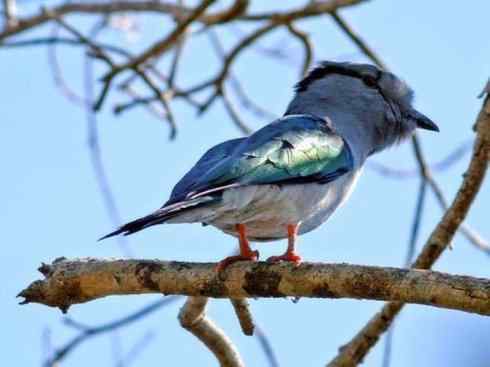 绝色攀禽：佛法僧目