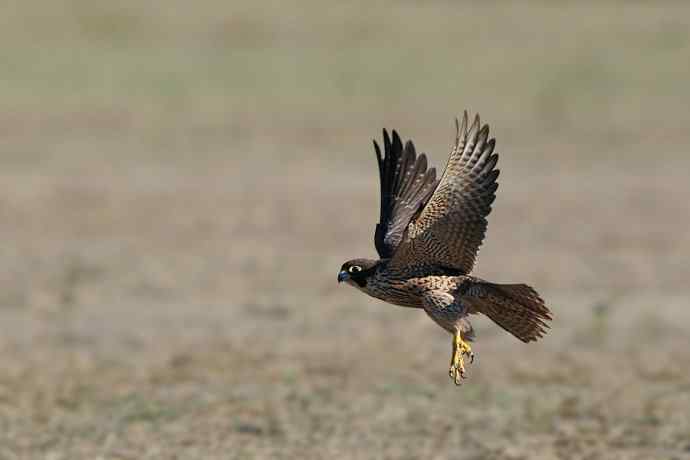 野鸭湖拍摄游隼（偶尔飞板）