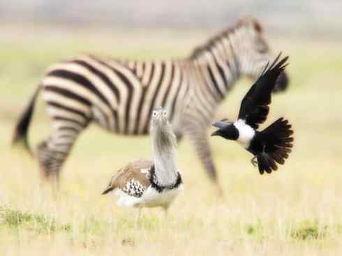 鸟类之最：灰颈鹭鸨