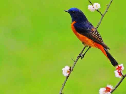 美丽无罪:雀鸟之红尾鸲 美丽无罪:雀鸟之红尾鸲