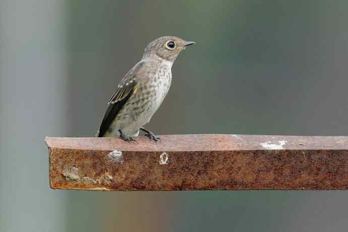 【新鸟】黑眉苇莺.发冠卷尾.巨嘴柳莺 【新鸟】黑眉苇莺.发冠卷尾.巨嘴柳莺