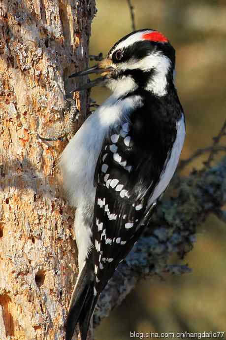 毛发啄木鸟（4）