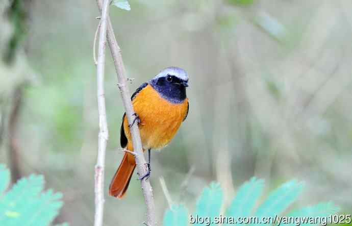 雄性北红尾鸲（16）