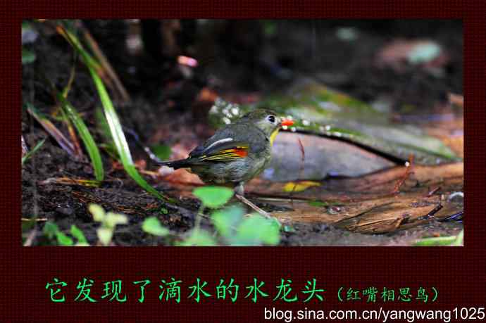 它发现了滴水的水龙头（红嘴相思鸟）