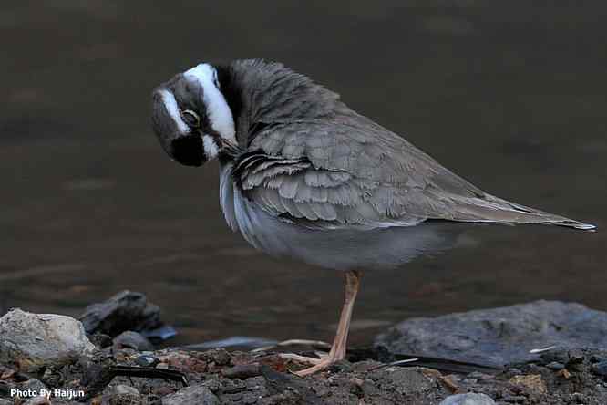 鸟为悦己者容(长嘴剑鸻梳妆)