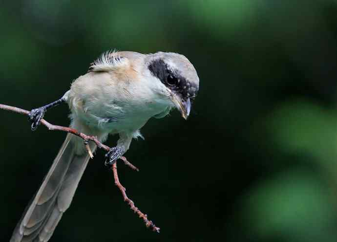 小伯劳长成(4)  独立 特写