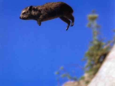 动物世界:山寨还是原创之十 动物世界:山寨还是原创之十