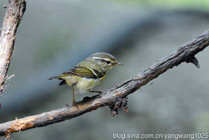 黄眉柳莺(6) 黄眉柳莺(6)