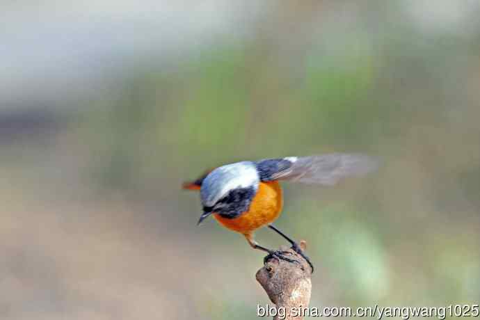 雄性北红尾鸲（31）