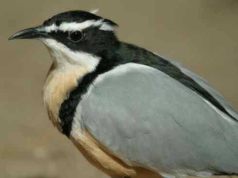 雀鸟也彪悍：与鳄共舞（埃及鸻）