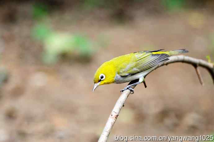 红胁绣眼鸟（4）