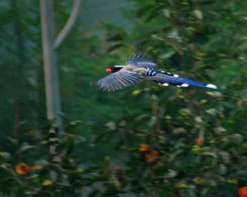 红嘴蓝鹊(组图,9张图片) 红嘴蓝鹊(组图,9张图片)