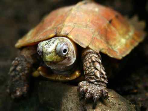 玄武：传说的兽原型探秘（潮龟）