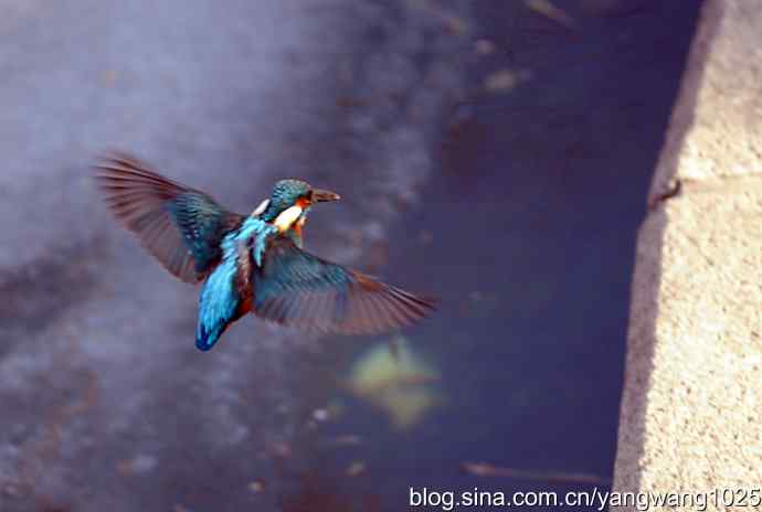 数九寒天我拍到了翠鸟