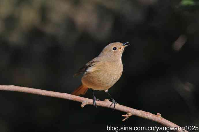 雌性北红尾鸲(3) 雌性北红尾鸲(3)