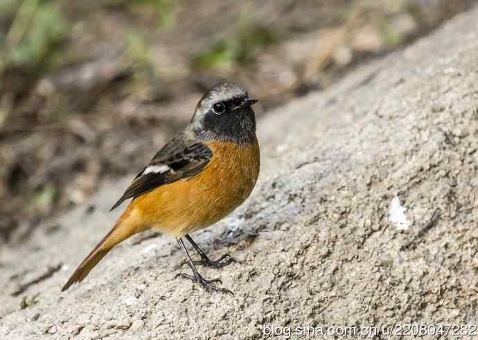 230.打鸟归来收获多多---2.北红尾鸲 230.打鸟归来收获多多---2.北红尾鸲