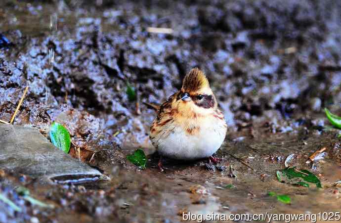 雌性黄喉鹀（12）