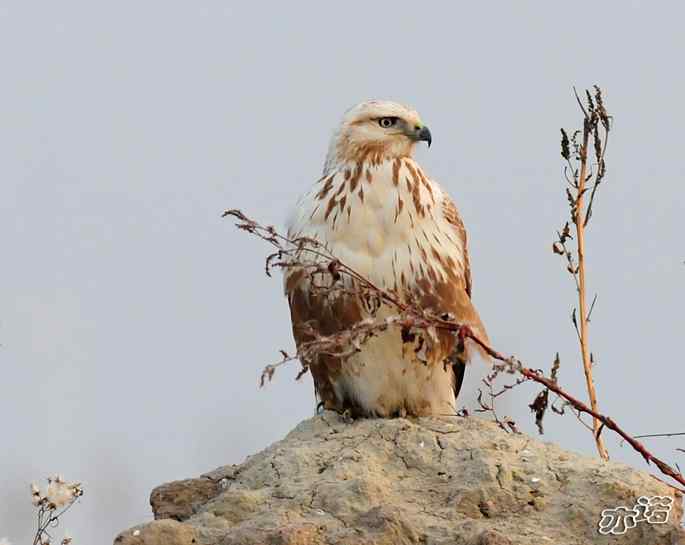 官厅水库&nbsp;wbr路&nbsp;wbr今天遭遇的大鵟