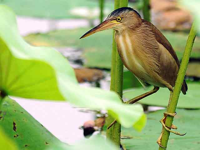 东方之莺鈥斺斀渑慕械降 东方之莺鈥斺斀渑慕械降