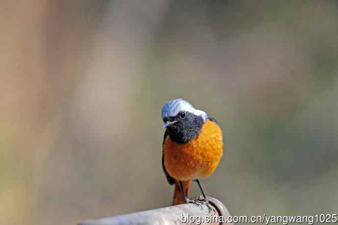 雄性北红尾鸲（30）