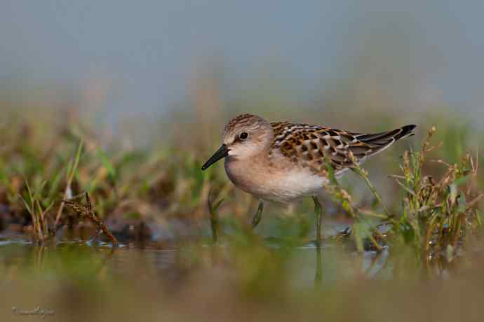 野鸭湖.红颈滨鹬