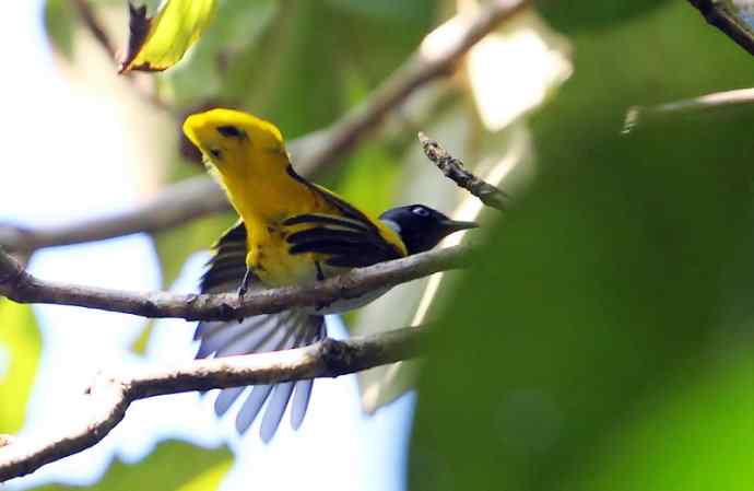 【版纳植物园三日 wbr新收获16种小鸟儿】 【版纳植物园三日 wbr新收获16种小鸟儿】