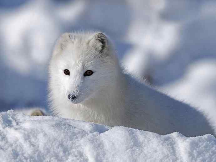犬科：狐亚科之北极狐（雪鸮、雷鸟）