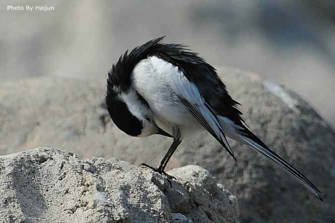 鸟为悦己者容(白鹡鸰梳洗版)