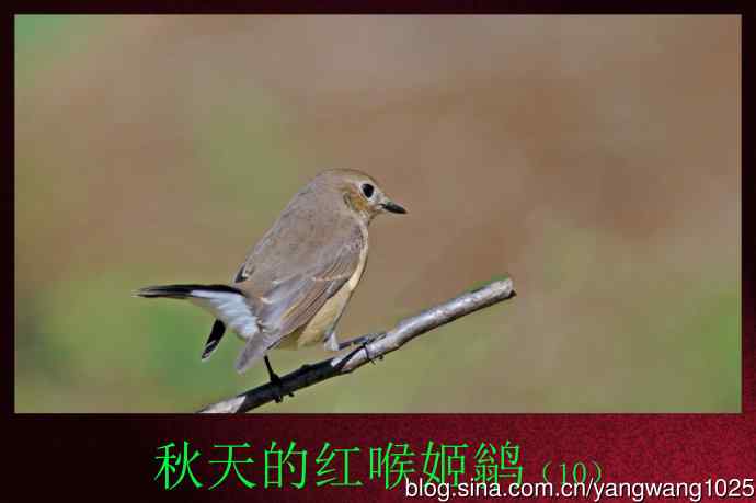 秋天的红喉姬鹟（10）