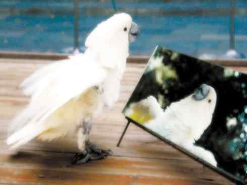 天生猎手:非猛禽类猎手之七 天生猎手:非猛禽类猎手之七