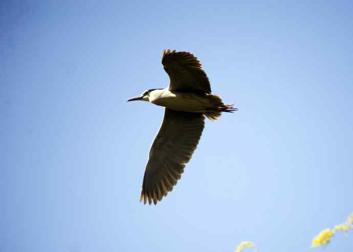 夜鹭(2011年4月) 夜鹭(2011年4月)