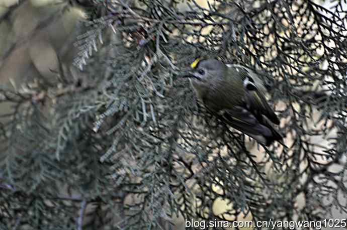 柏树丛中的戴菊 wbr2 柏树丛中的戴菊 wbr2