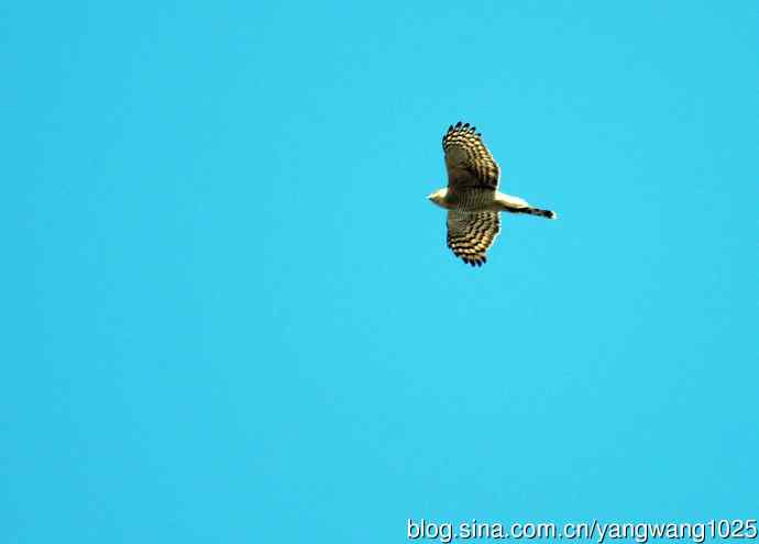 红隼（记录版）