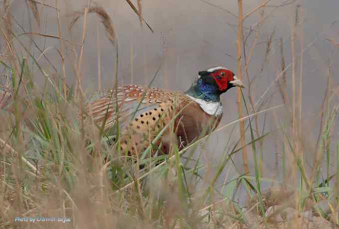 一组林鸟：蓝歌鸲有点乖