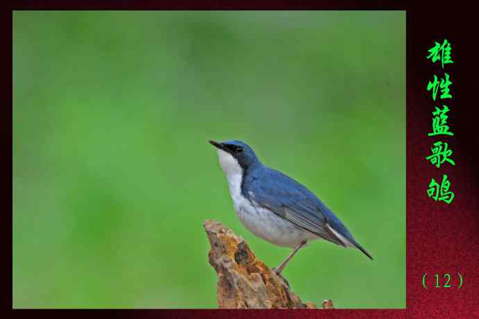 雄性蓝歌鸲（12）