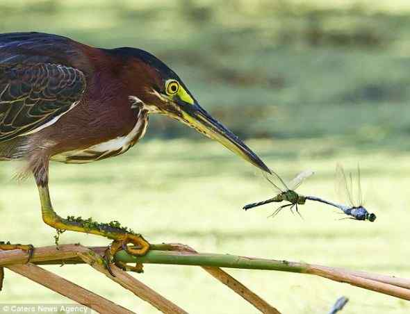 乐极生悲,蜻蜓夫妇葬身绿鹭之口 乐极生悲,蜻蜓夫妇葬身绿鹭之口