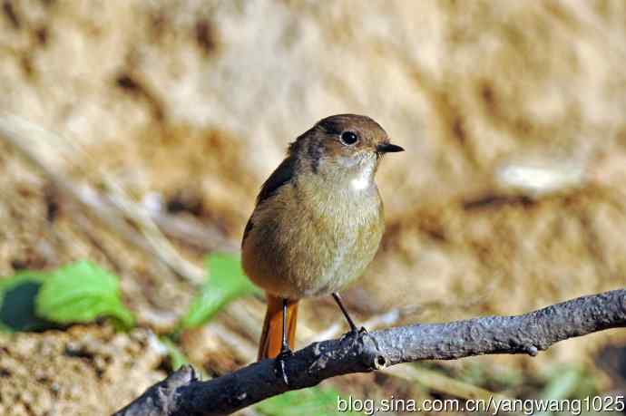 雌性北红尾鸲（1）