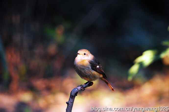 雌性北红尾鸲（9）